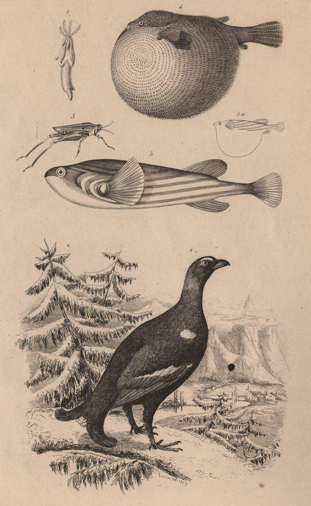 Grouse. Tetrarhynchus. Long-horned Groundhopper. Pufferfish 1834 old print